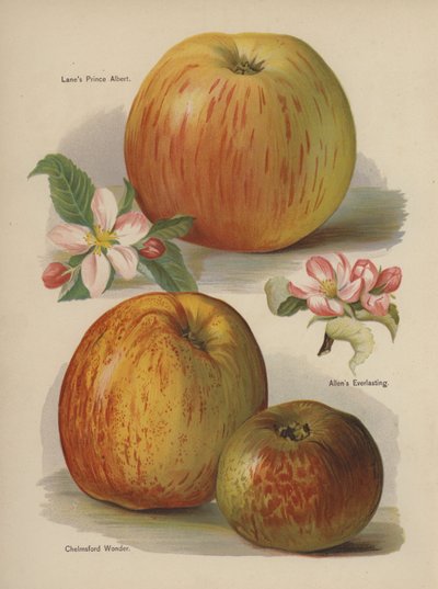 Lanes Prince Albert, Allens Everlasting, Chelmsford Wonder door English School